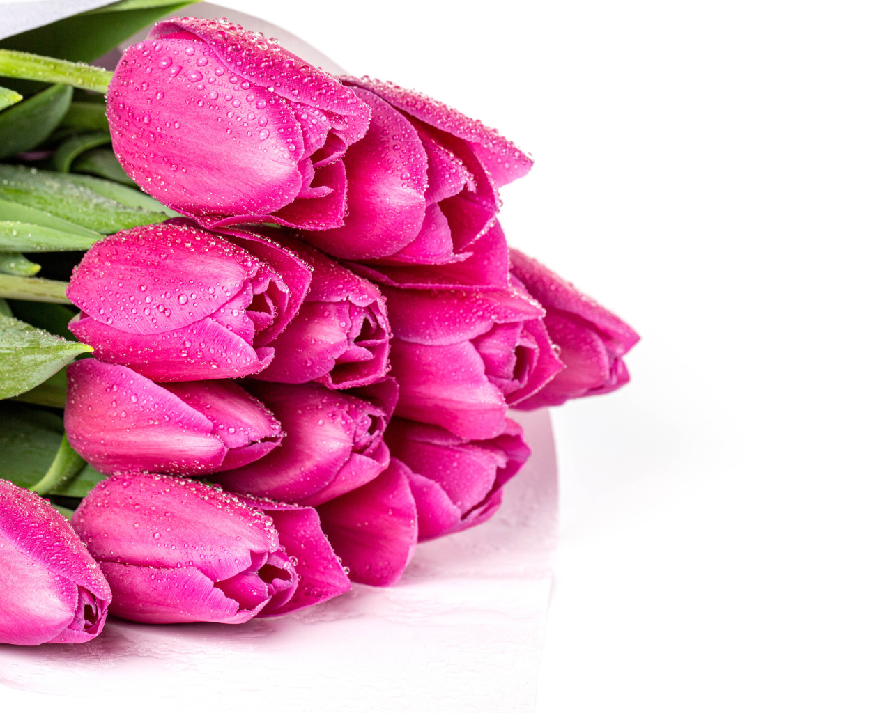 Букет розовых тюльпанов в каплях росы на белом фоне