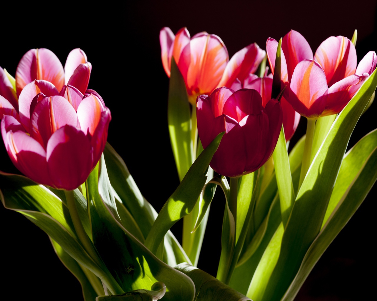 Букет розовых тюльпанов в лучах солнца на черном фоне