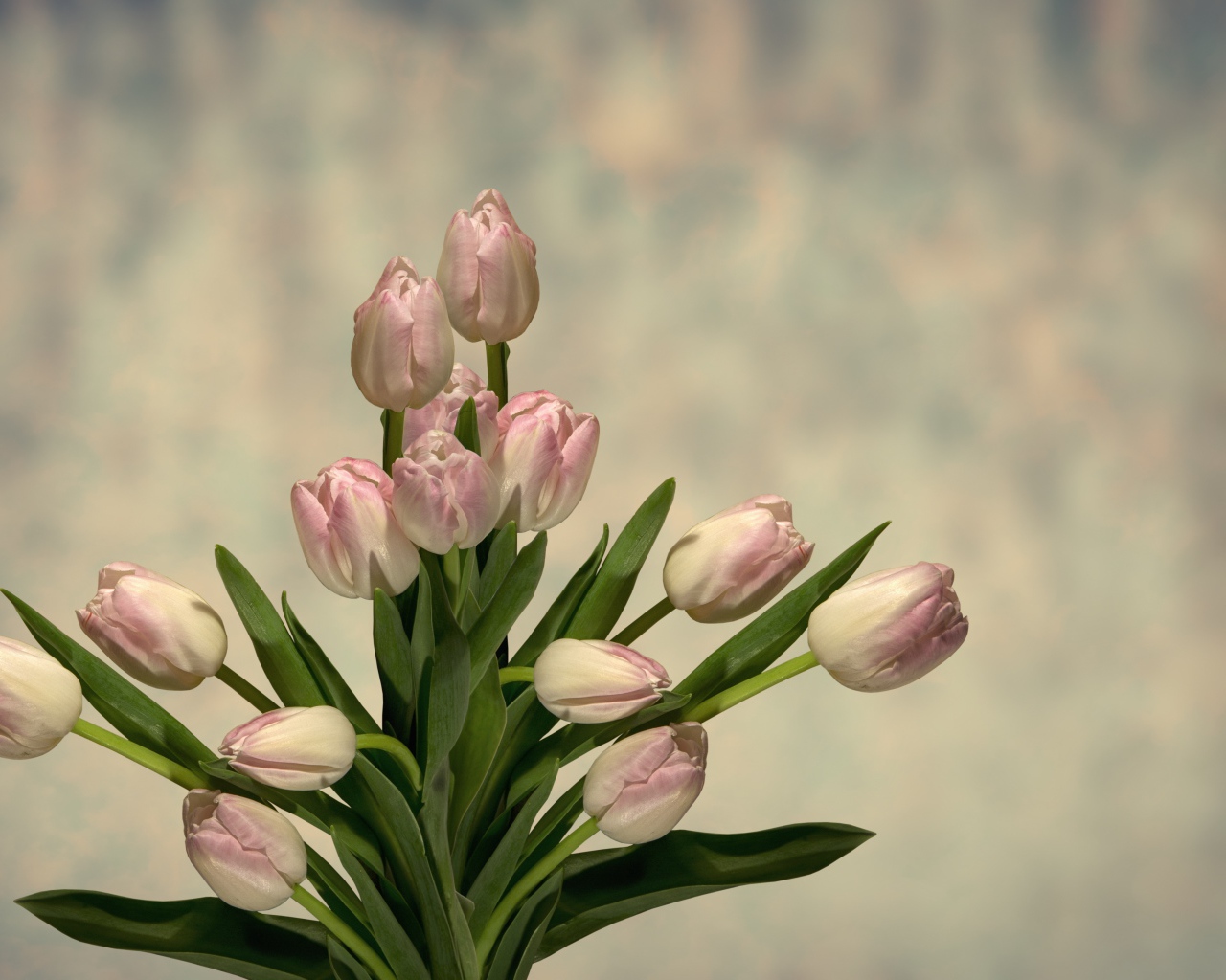 Букет розовых тюльпанов с зелеными листьями на сером фоне 