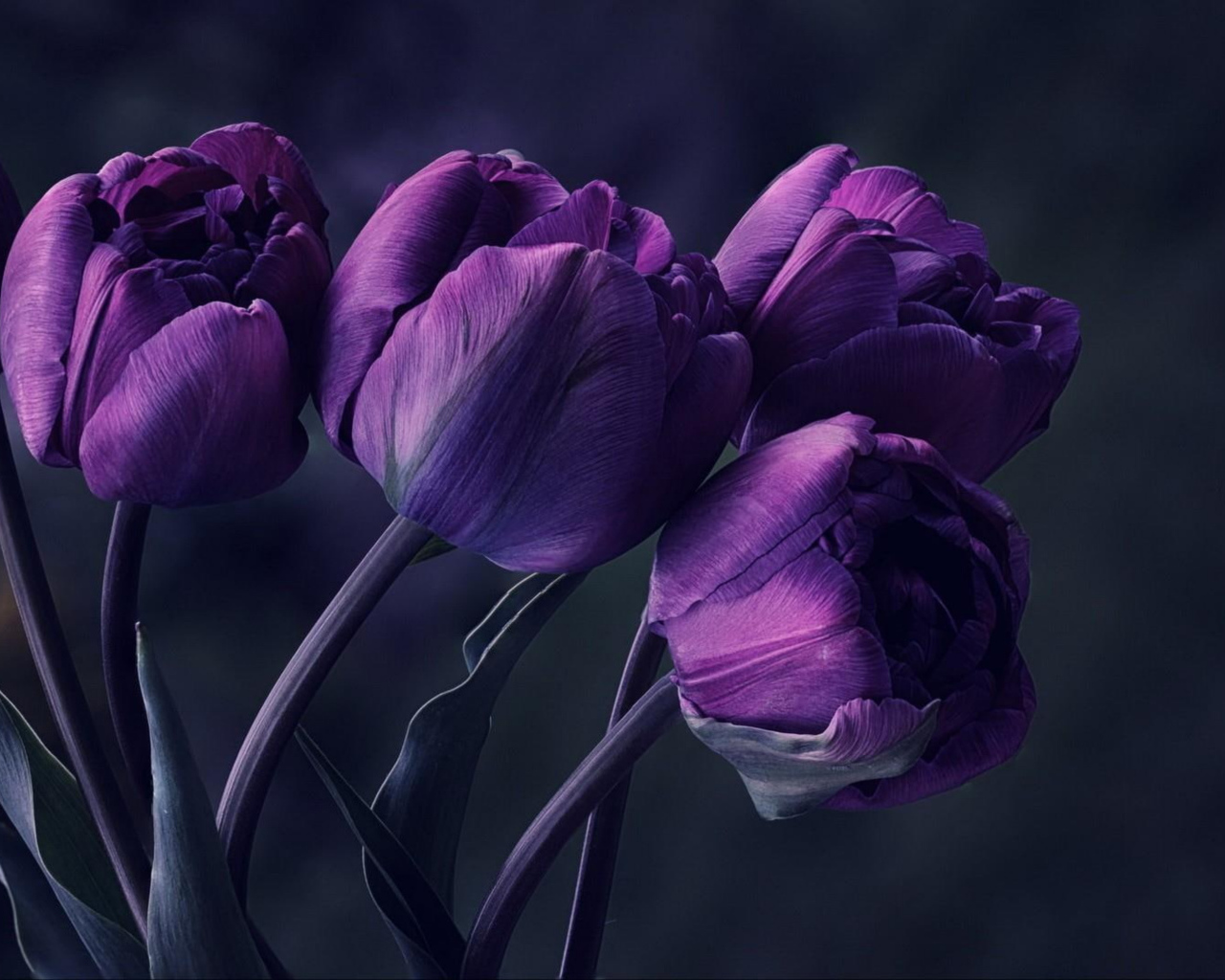 Букет фиолетовых тюльпанов на сером фоне 