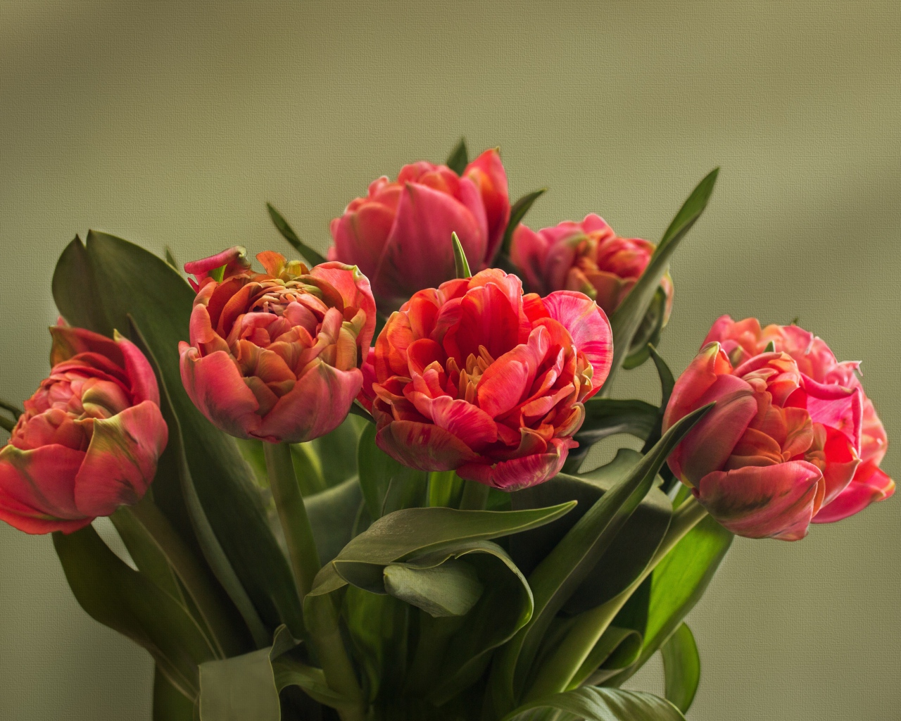 Букет красных тюльпанов с зелеными листьями