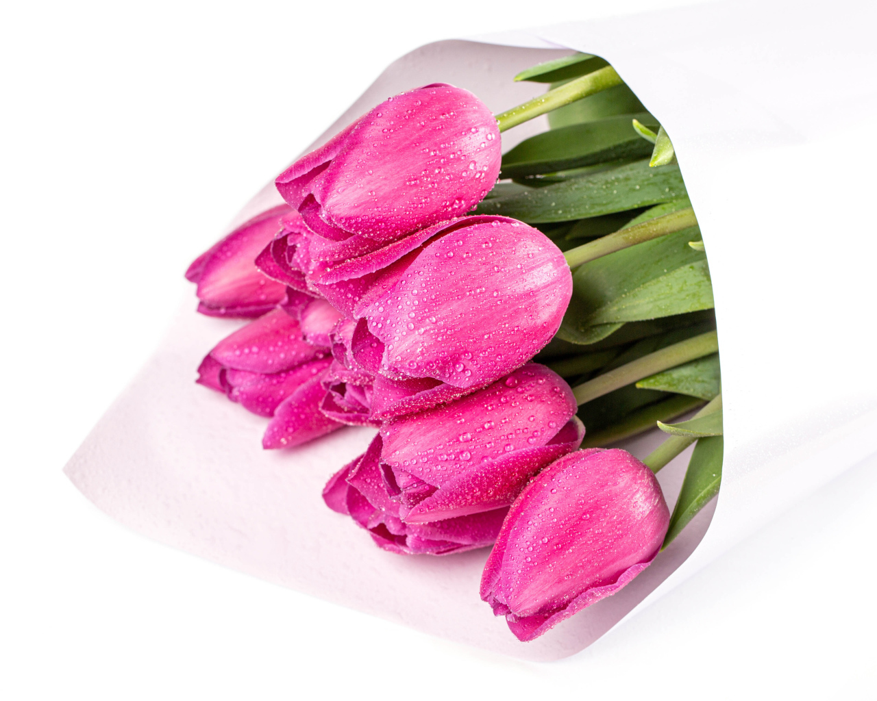 Букет мокрых розовых тюльпанов на белом фоне