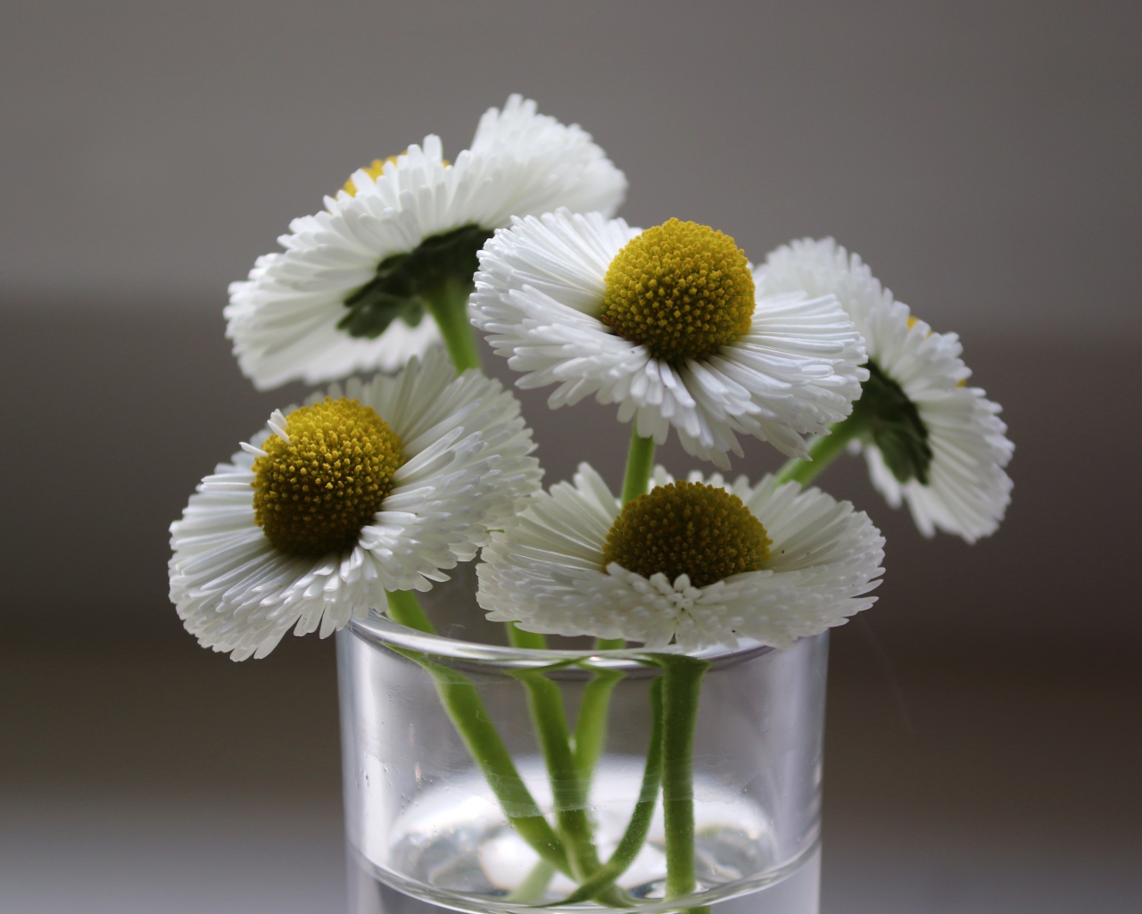 Букет белых маргариток в вазе на сером фоне 