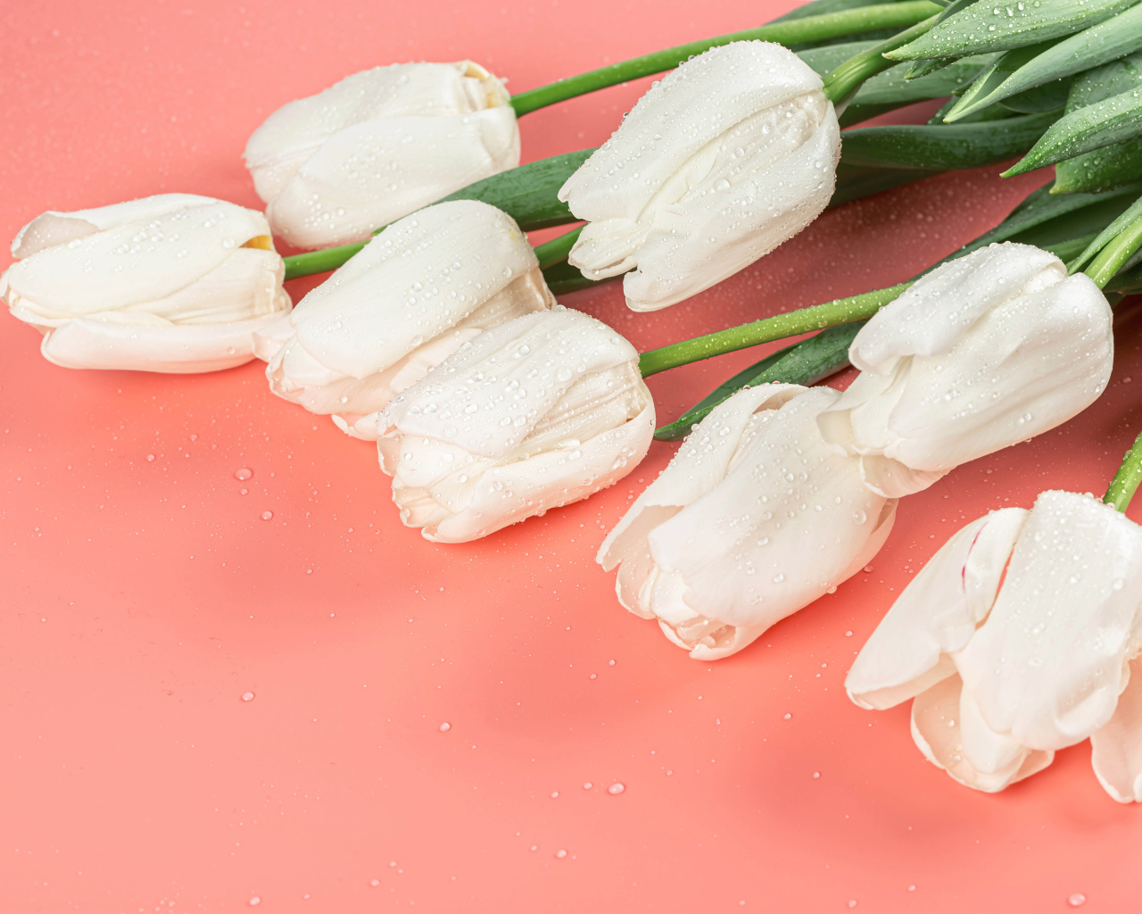 Букет белых тюльпанов в каплях росы на розовом фоне