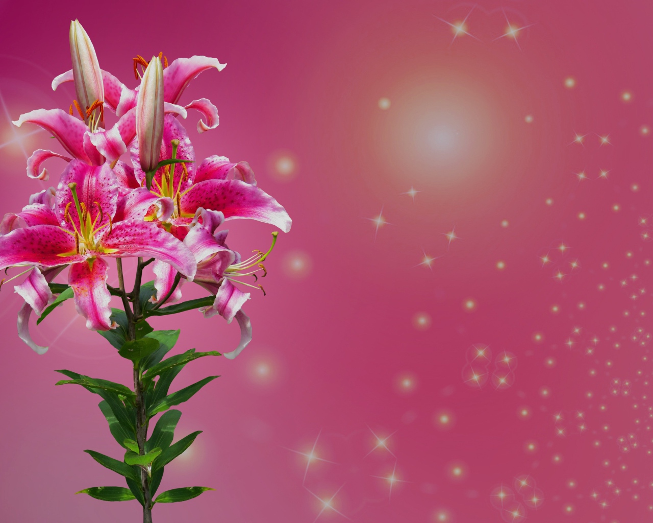 Ветка цветов лилии на розовом фоне 