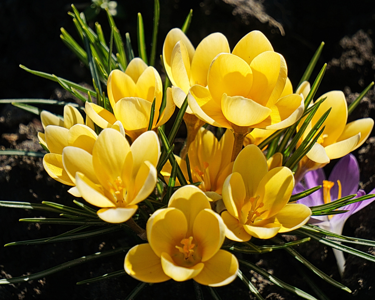 Куст маленьких желтых цветов крокуса на клумбе 