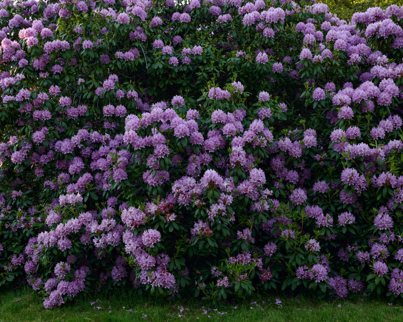 Куст с сиреневыми цветами рододендрона