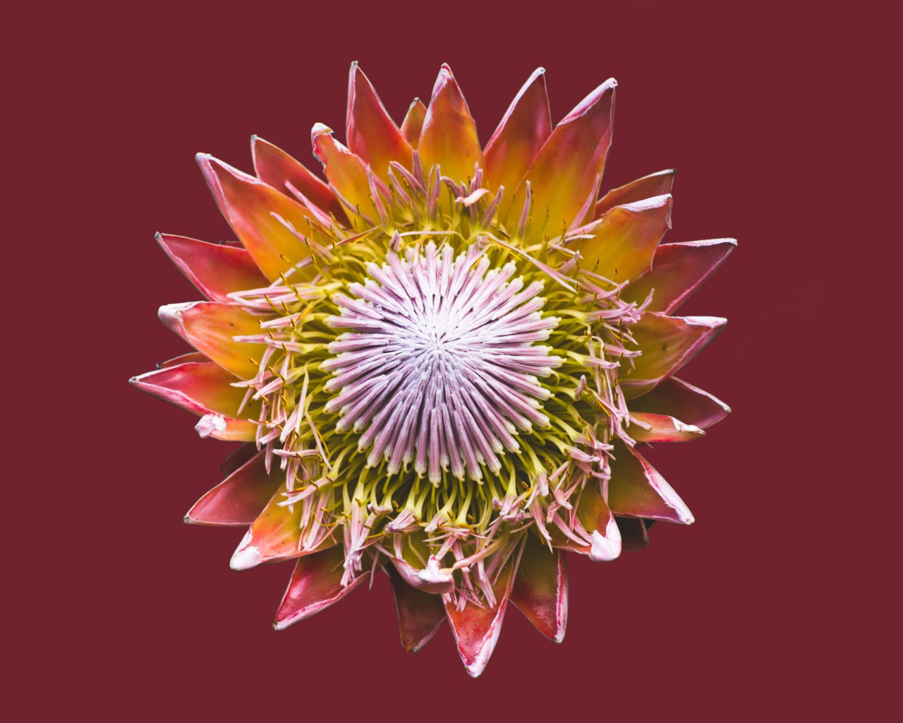 Цветок кактуса на коричневом фоне
