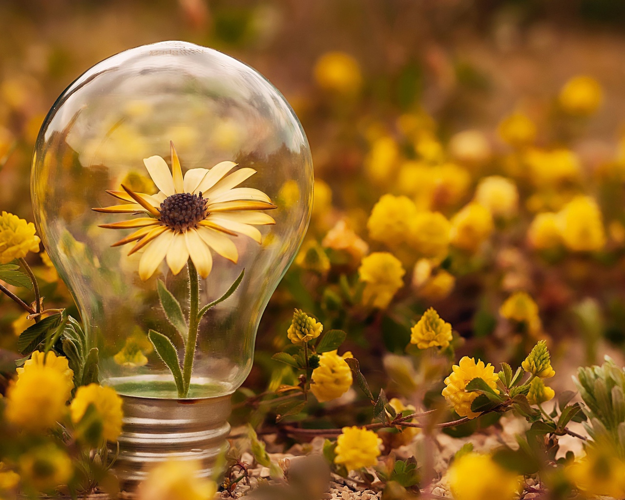 Цветок календулы в стеклянной лампочке