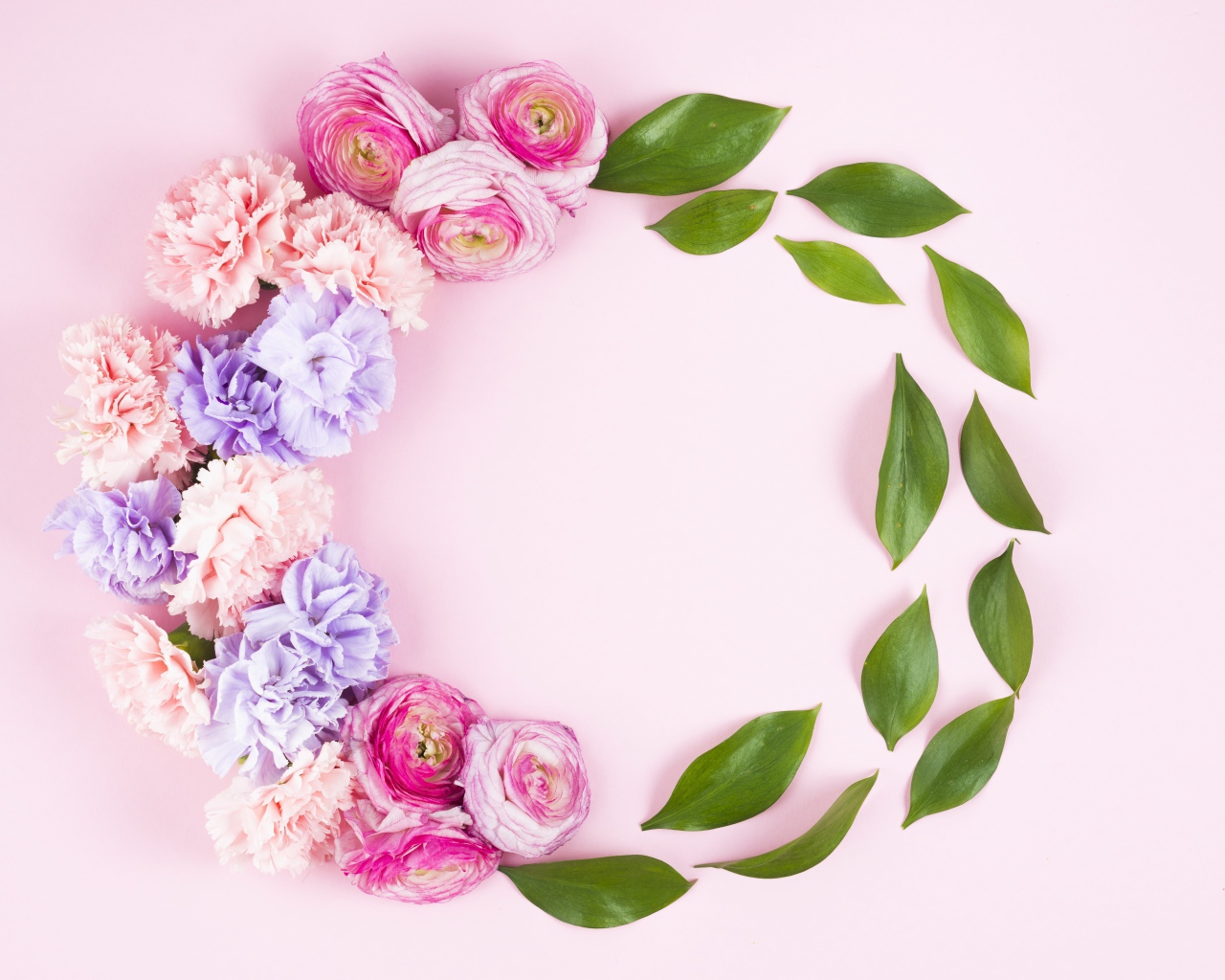 Цветы гвоздики и лютика с зелеными листьями на розовом фоне