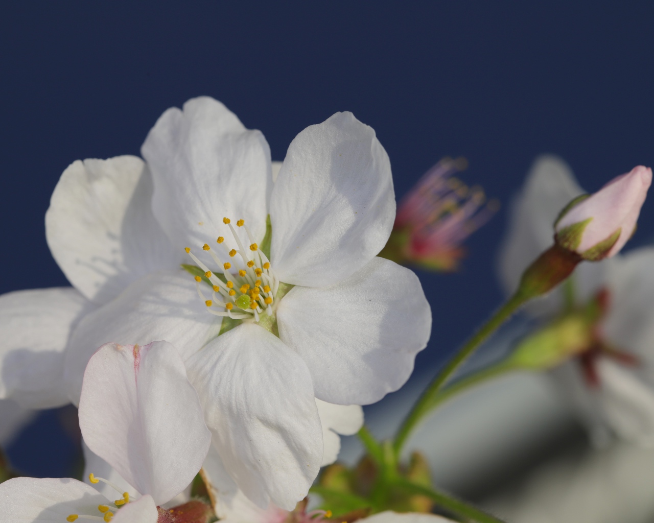 Цветок вишни с бутоном на сером фоне