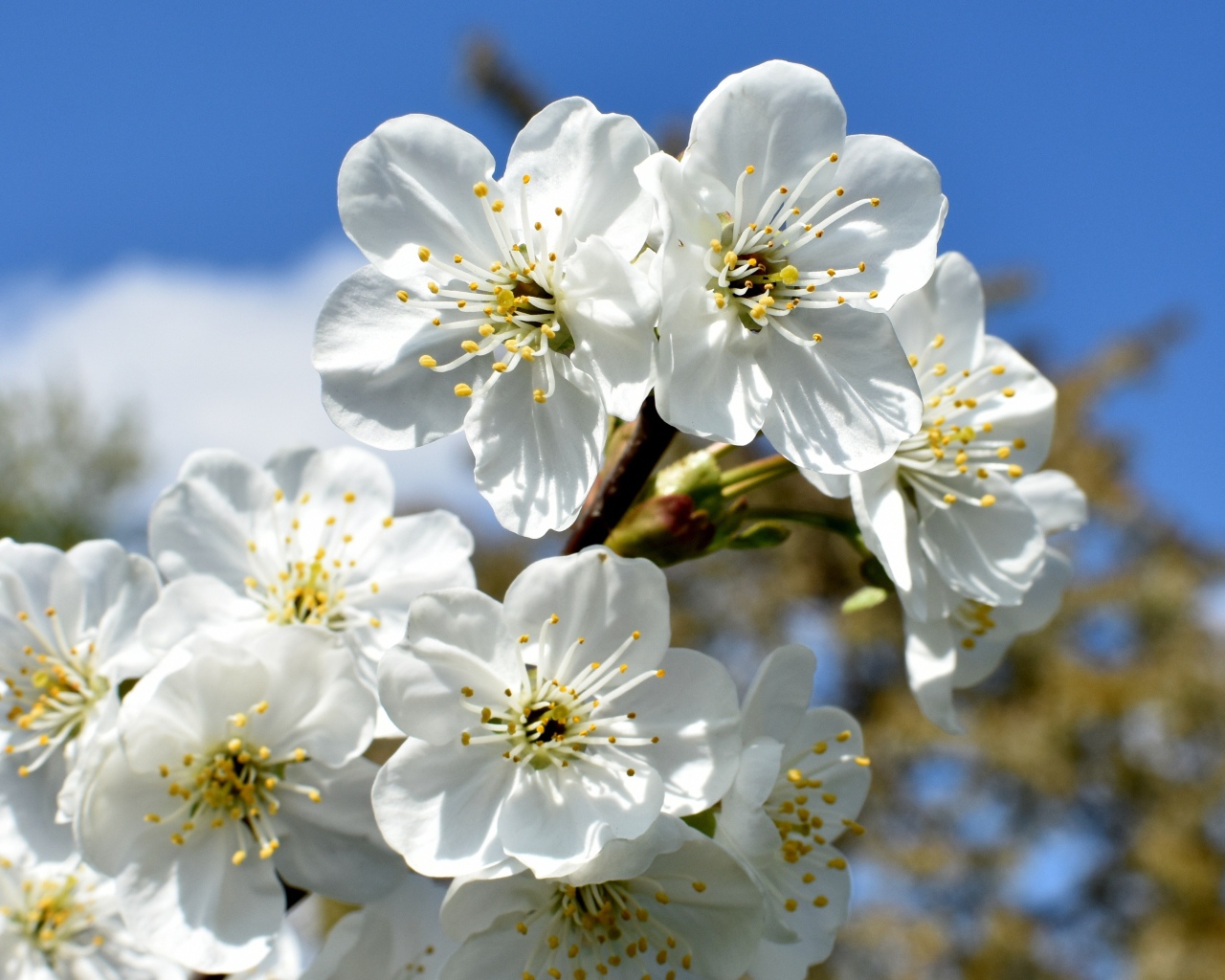 Цветы вишни распустились на ветке весной