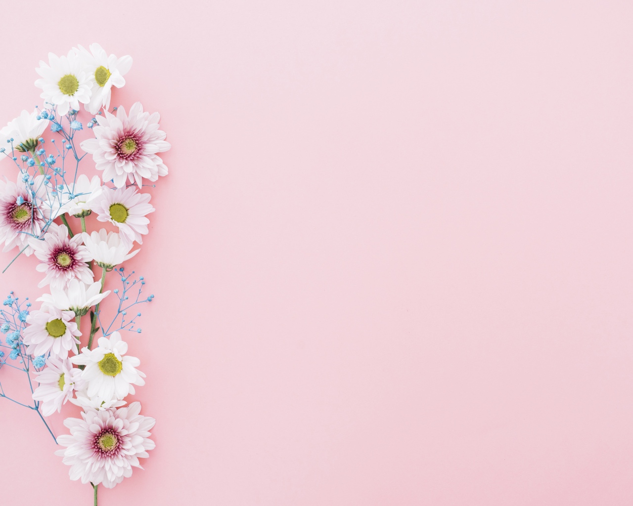 Цветы хризантемы на розовом фоне