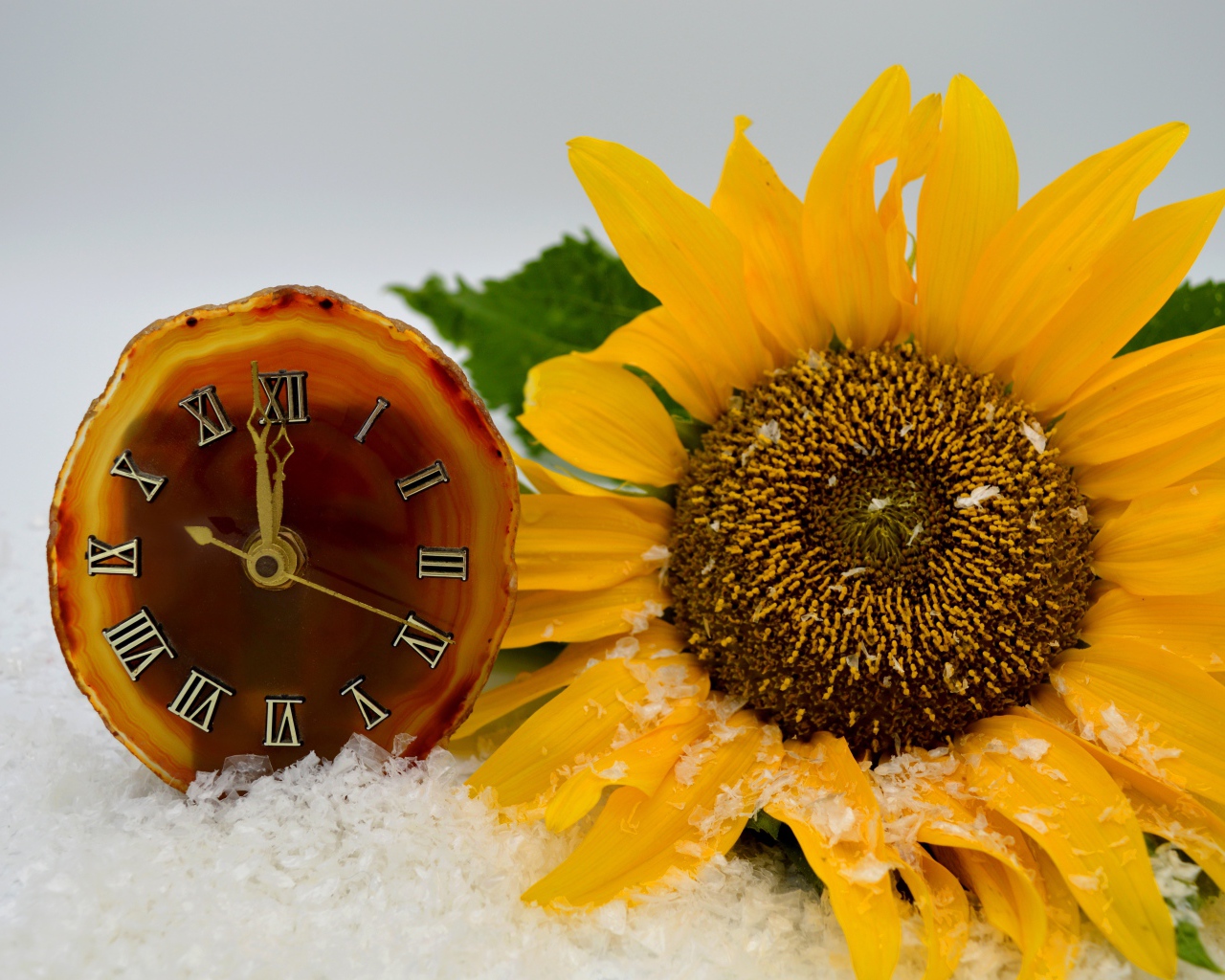 Часы и желтый подсолнух лежат на снегу 