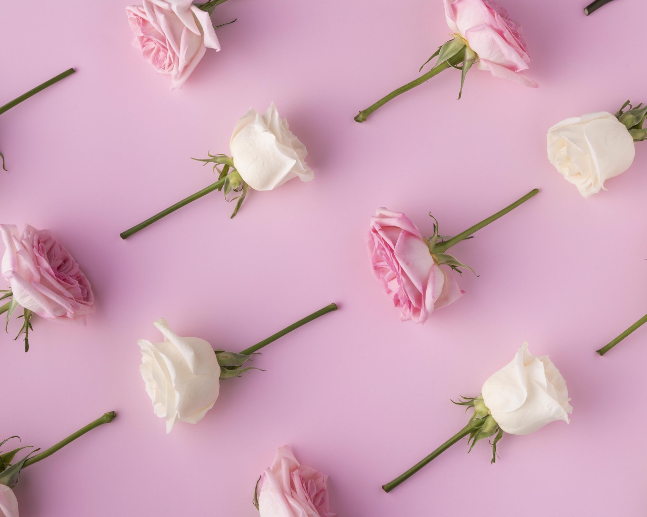 Обрезанные цветы розы на  розовом фоне