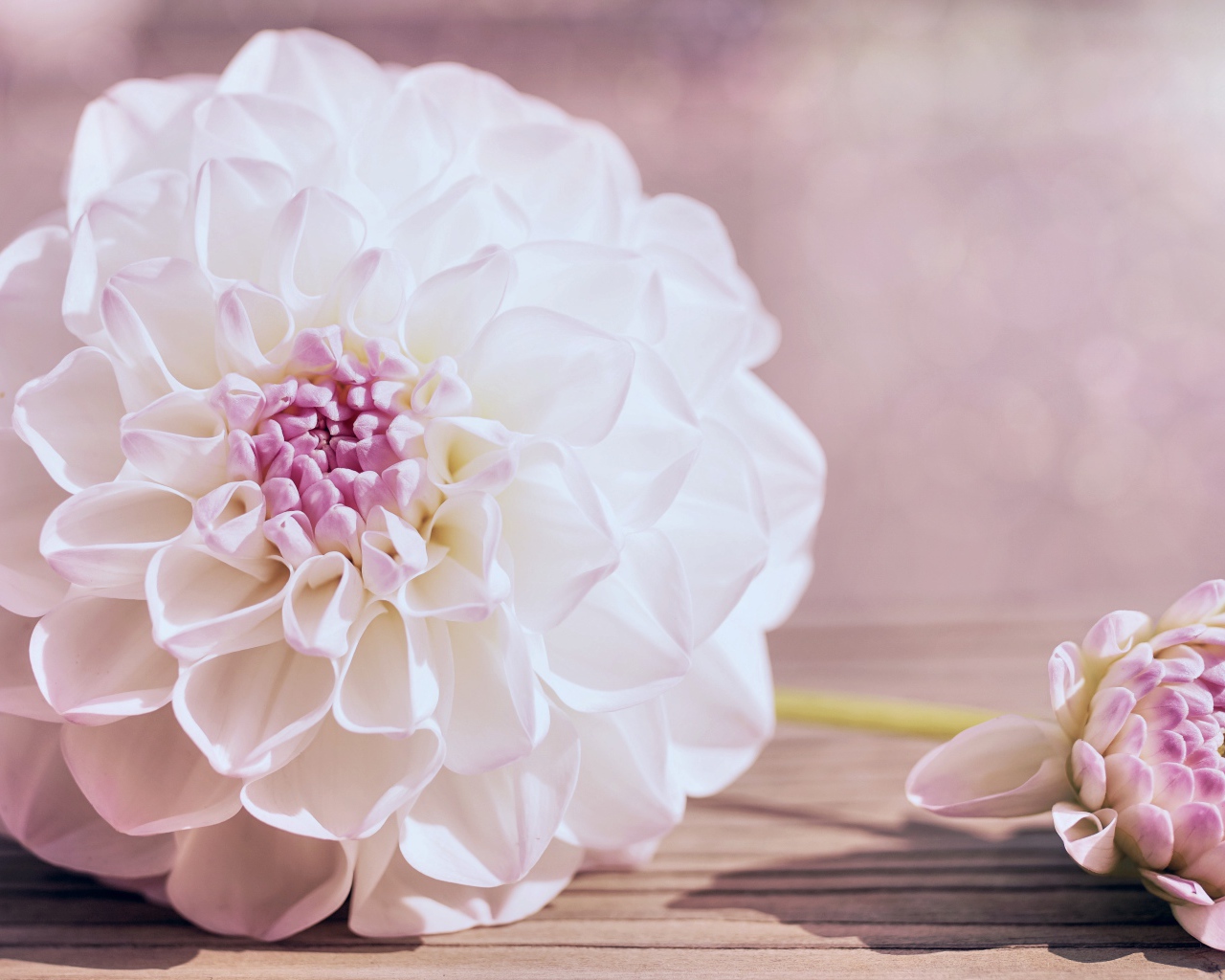 Нежный кремовый цветок георгина на столе