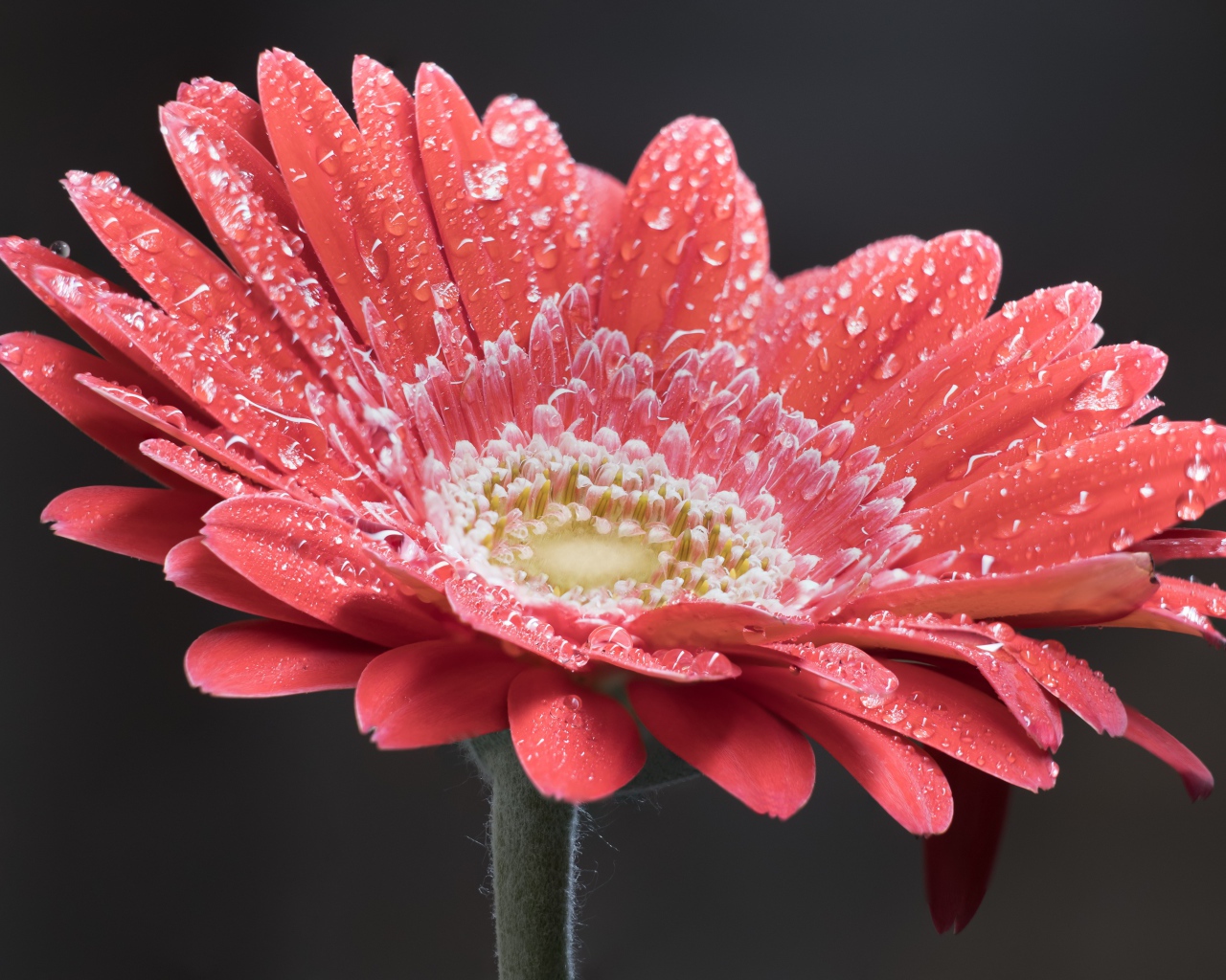 Нежный кремовый цветок герберы в каплях росы