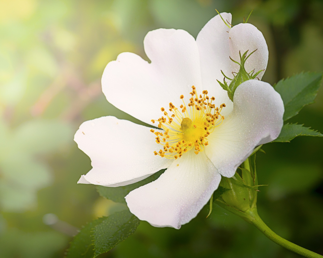 Нежный кремовый цветок шиповника с бутоном