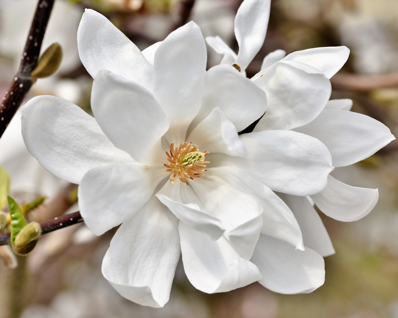 Нежные цветы белой магнолии на ветке