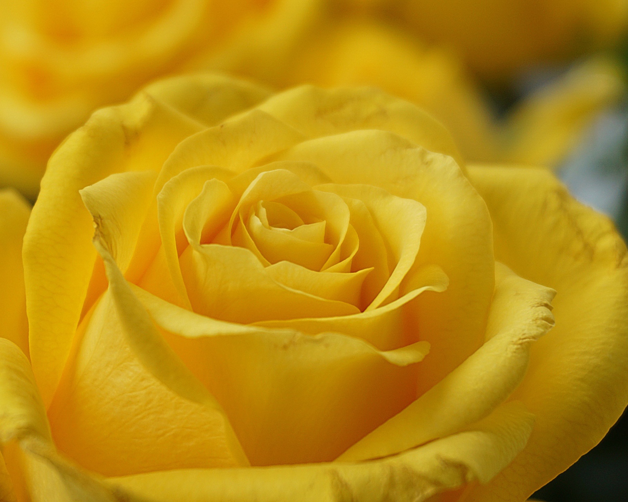 Нежная садовая желтая роза крупным планом