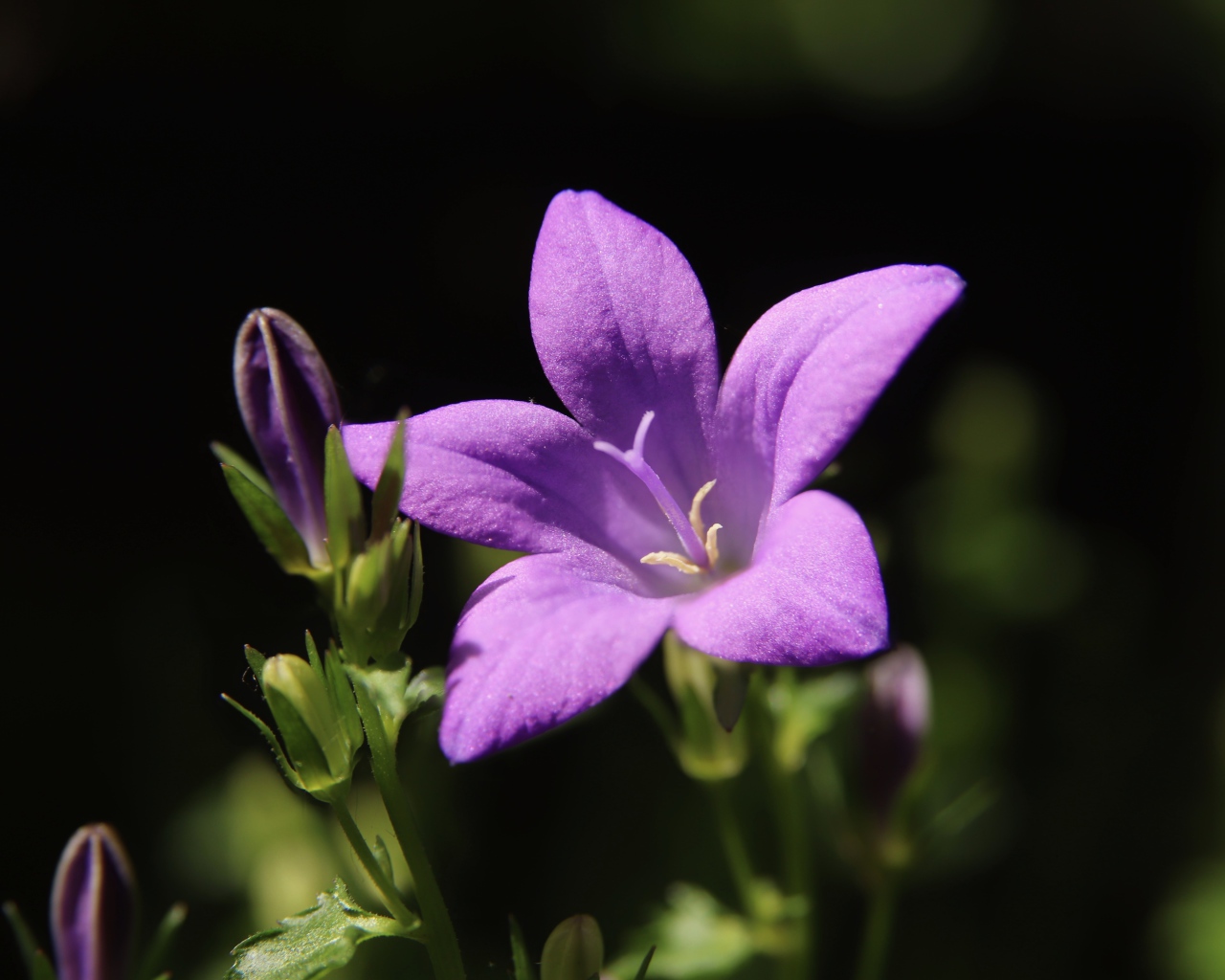 Нежный сиреневый колокольчик с бутонами крупным планом