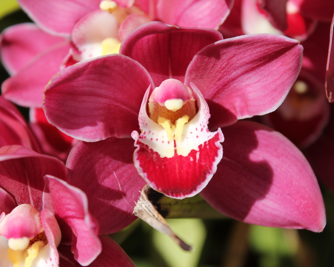 Нежный розовый цветок красивой орхидеи крупным планом