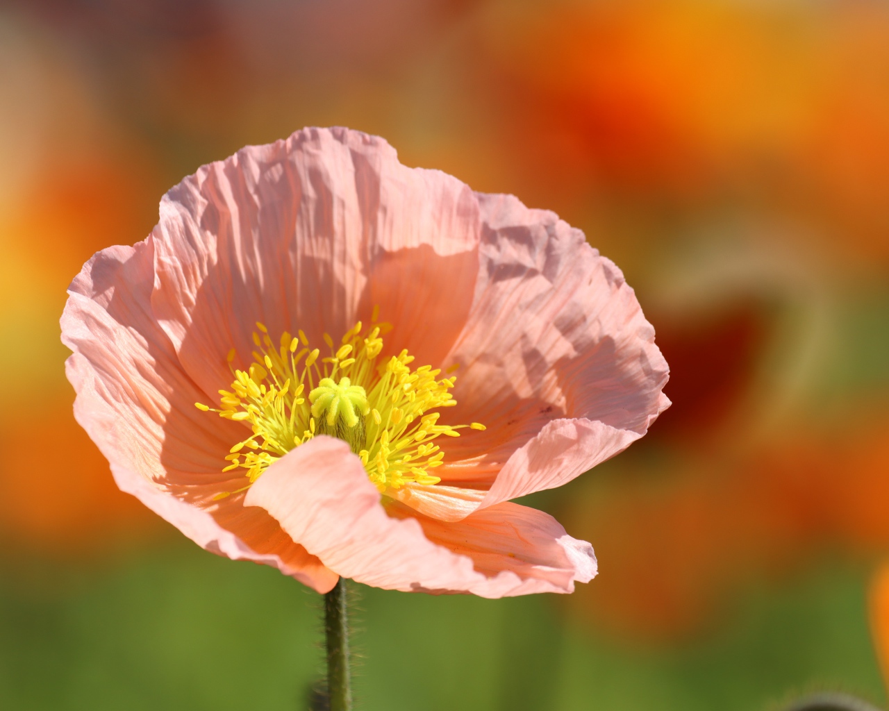 Нежный розовый цветок с желтой серединкой 