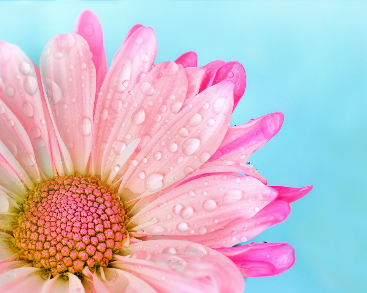 Нежные розовые лепестки герберы в каплях росы на голубом фоне