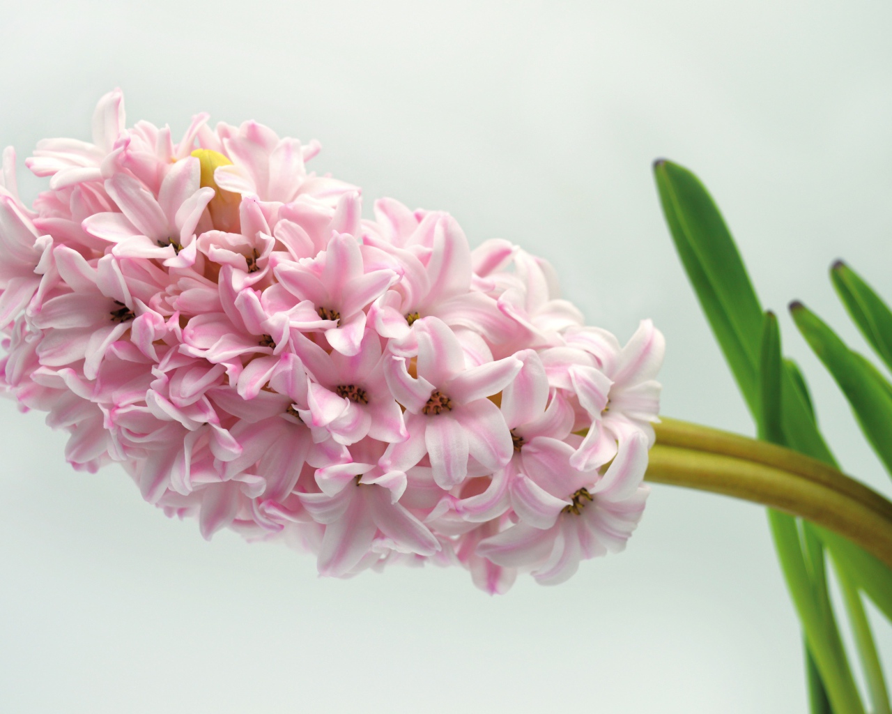 Нежный розовый цветок гиацинта на сером фоне