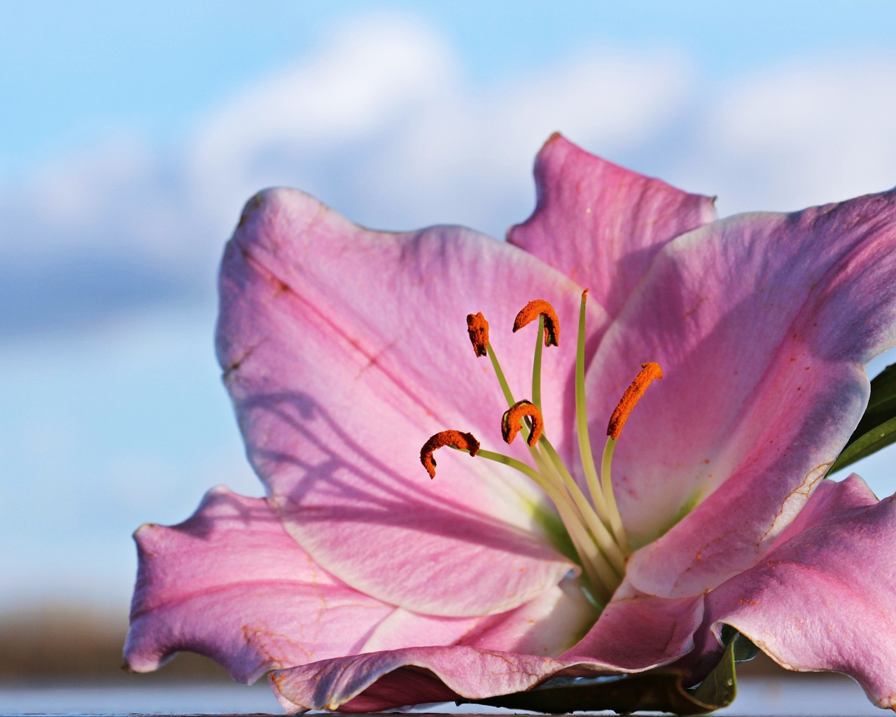 Нежная розовая лилия на фоне неба крупным планом