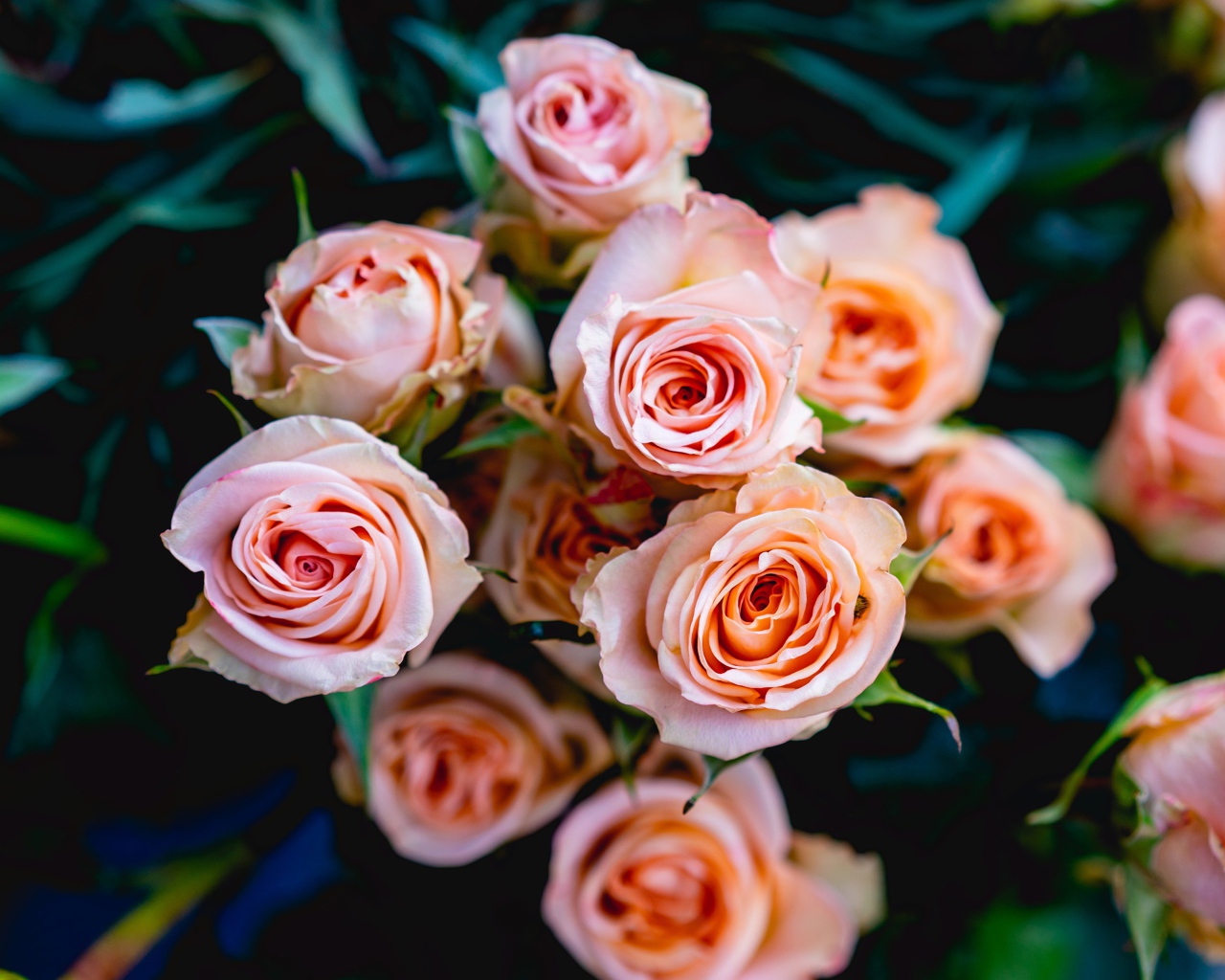 Нежные розовые розы крупным планом