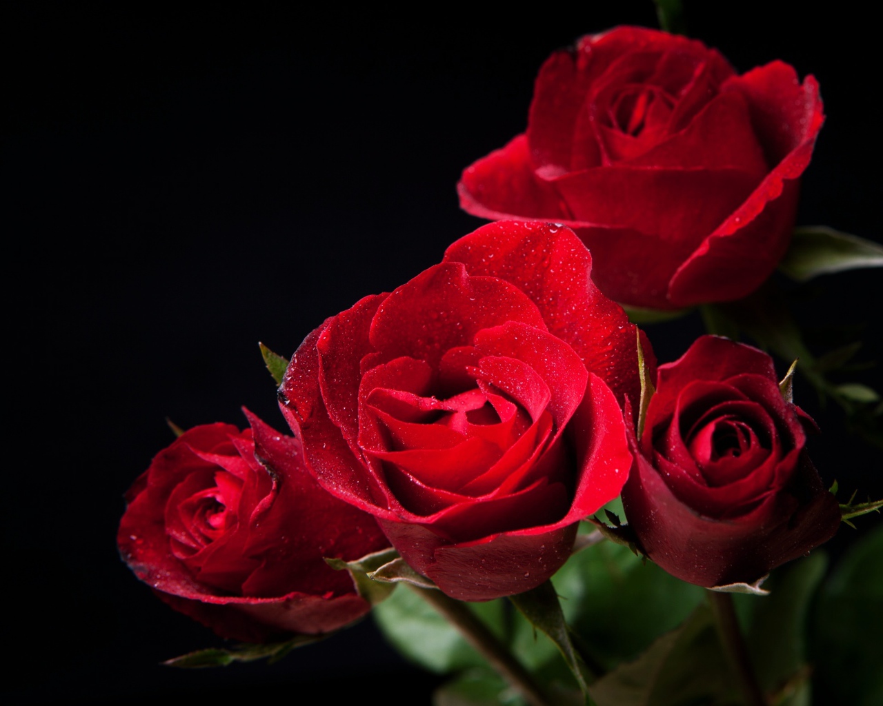 Нежные алые розы на черном фоне