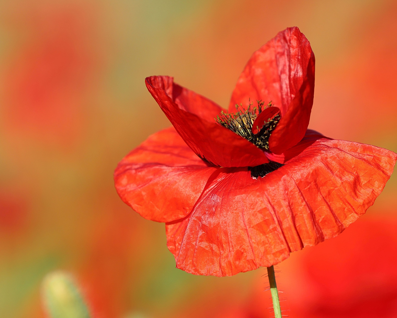 Нежные тонкие лепестки полевого мака