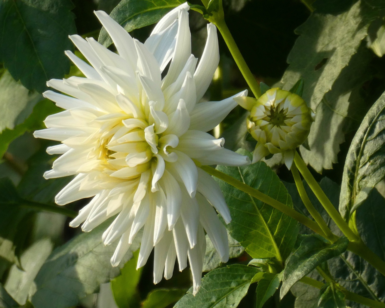 Нежная белая хризантема с бутоном на клумбе