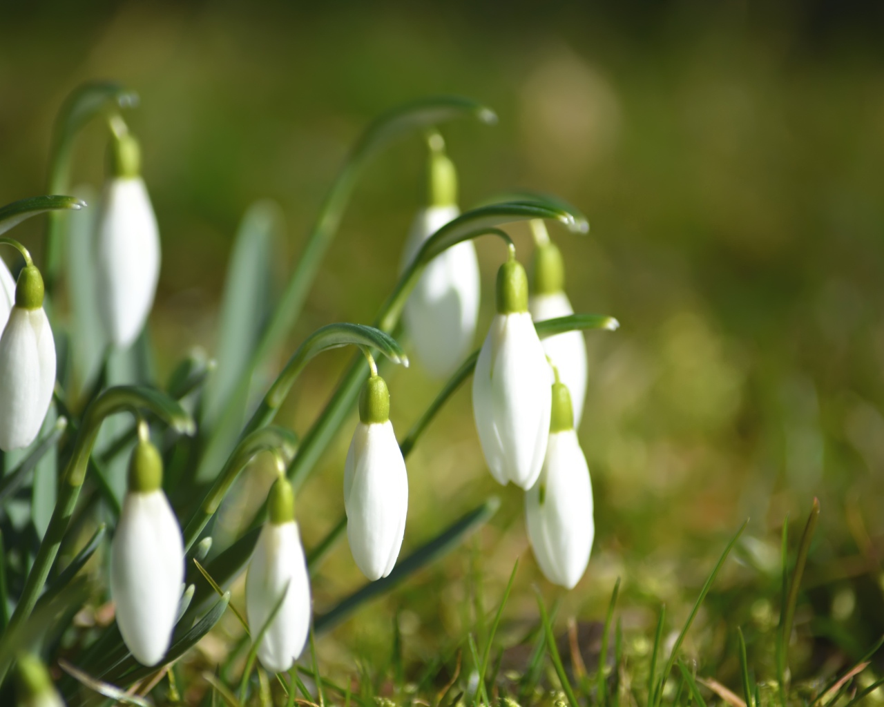 Нежные белые цветы подснежники в зеленой траве