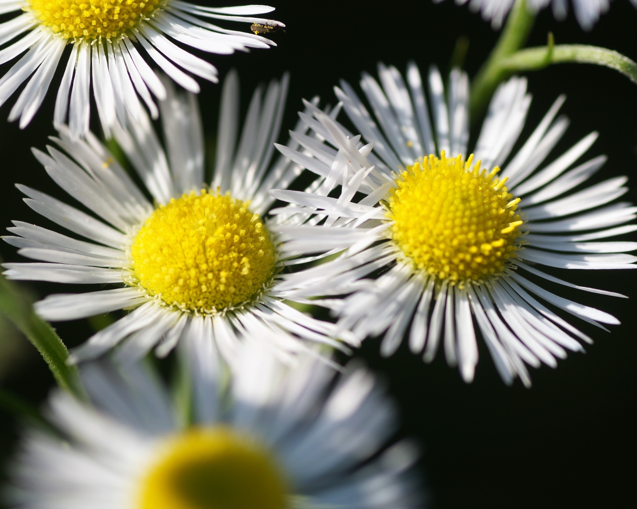 Нежные белые цветы сентябринка крупным планом 