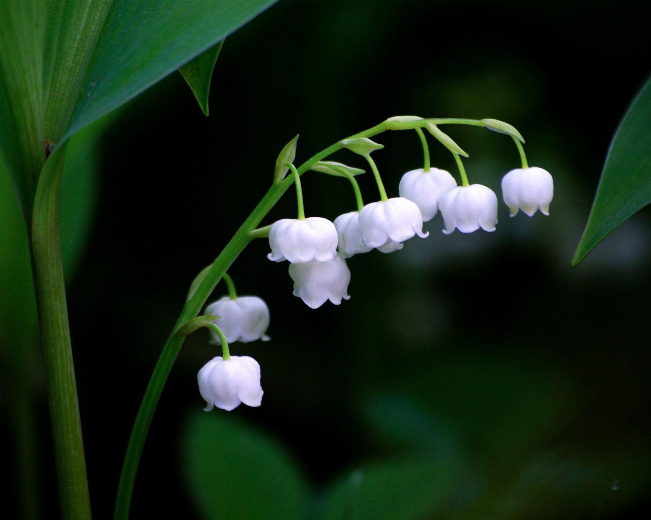Нежные белые цветы ландыша крупным планом