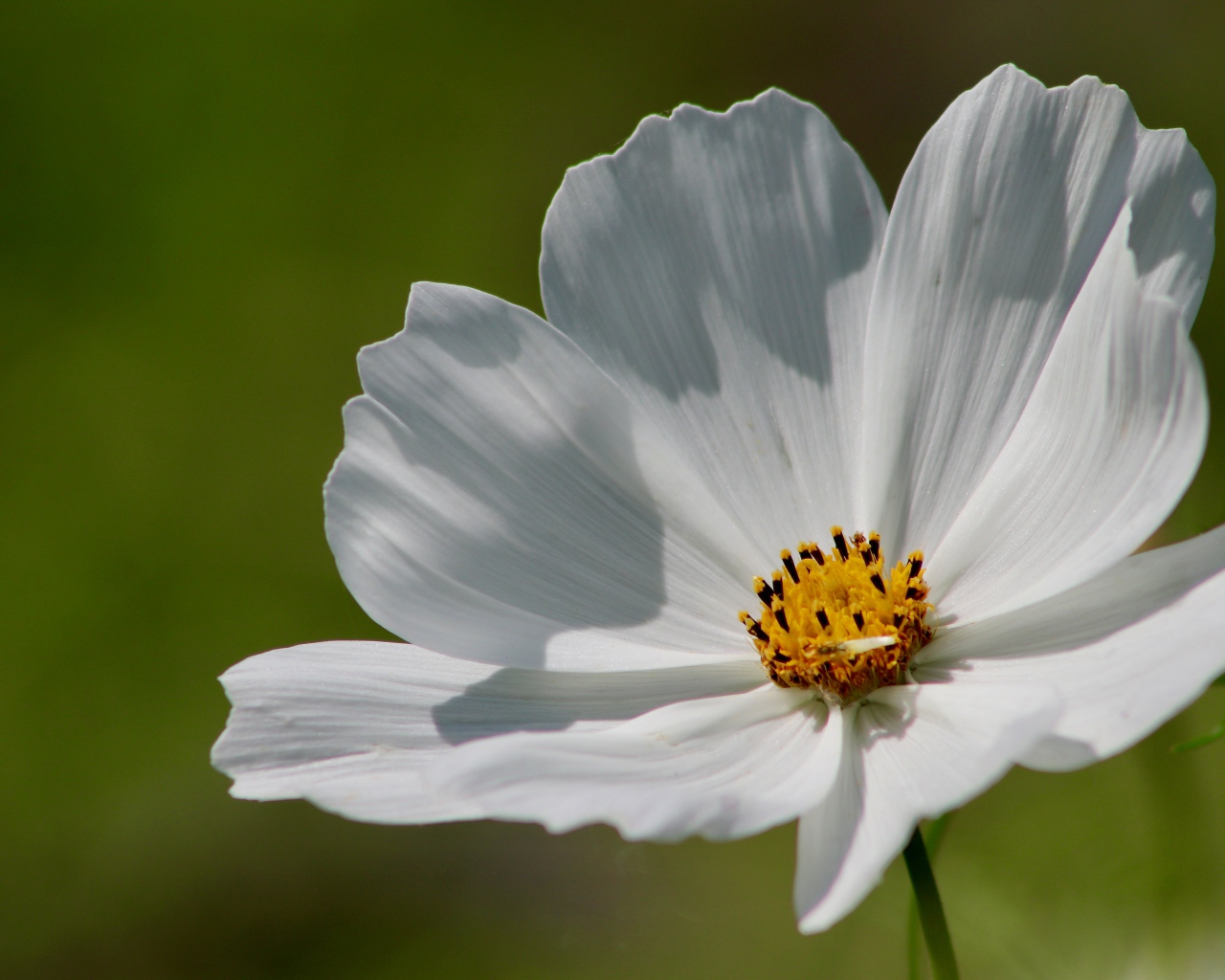 Нежные белые лепестки цветка космеи 