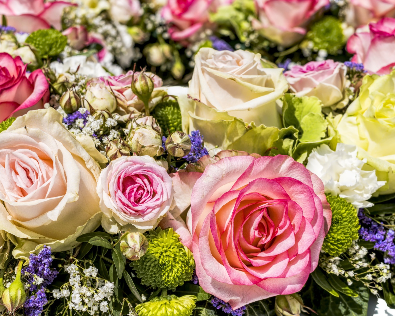 Разные виды роз крупным планом