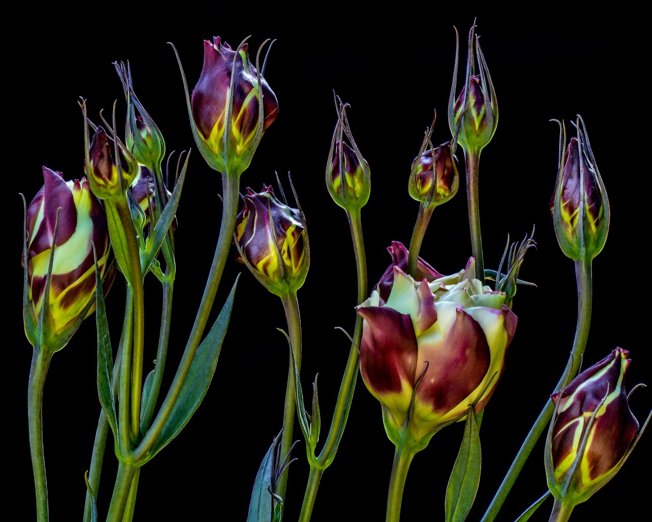 Цветы эустомы распускаются на черном фоне