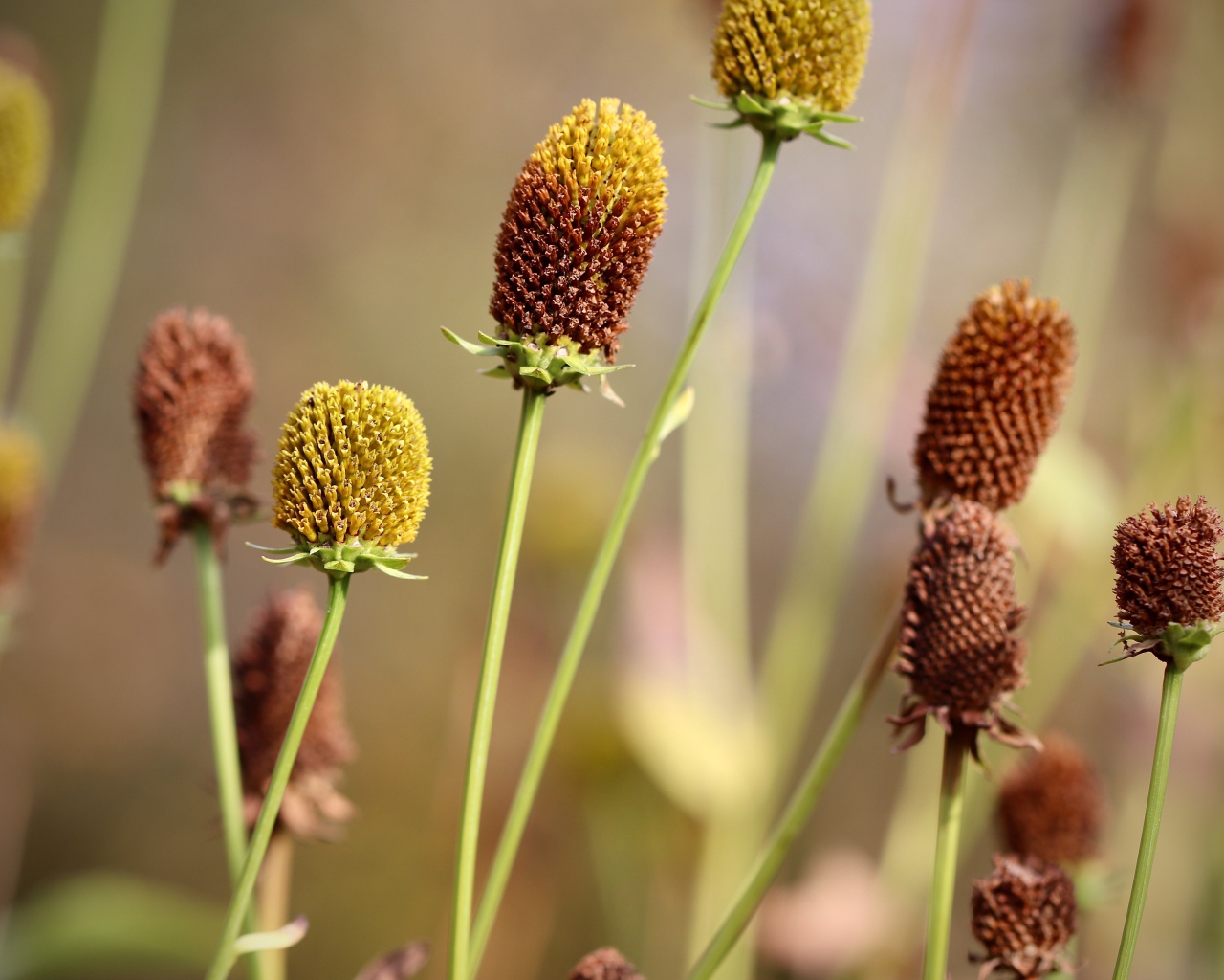 Отцветшие стебли цветков эхинацеи