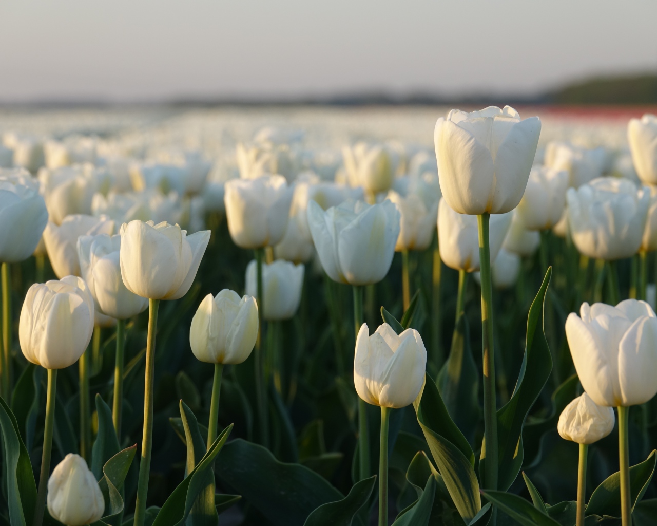 Поле белых тюльпанов в Амстердаме 