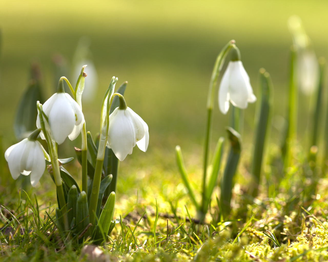 Первые белые весенние цветы подснежники