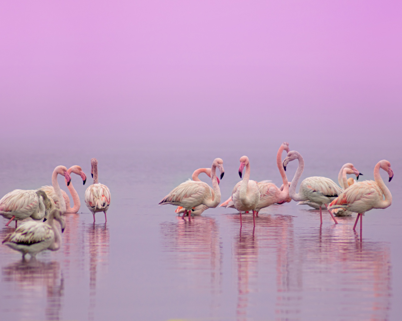 Фламинго в воде на розовом фоне 