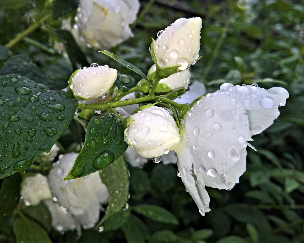 Ароматный цветок жасмина с бутонами после дождя