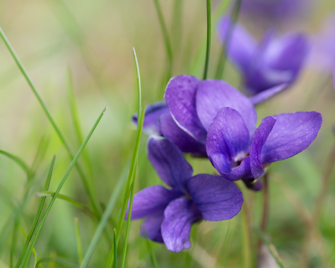 Ароматные фиолетовые цветы фиалки крупным планом
