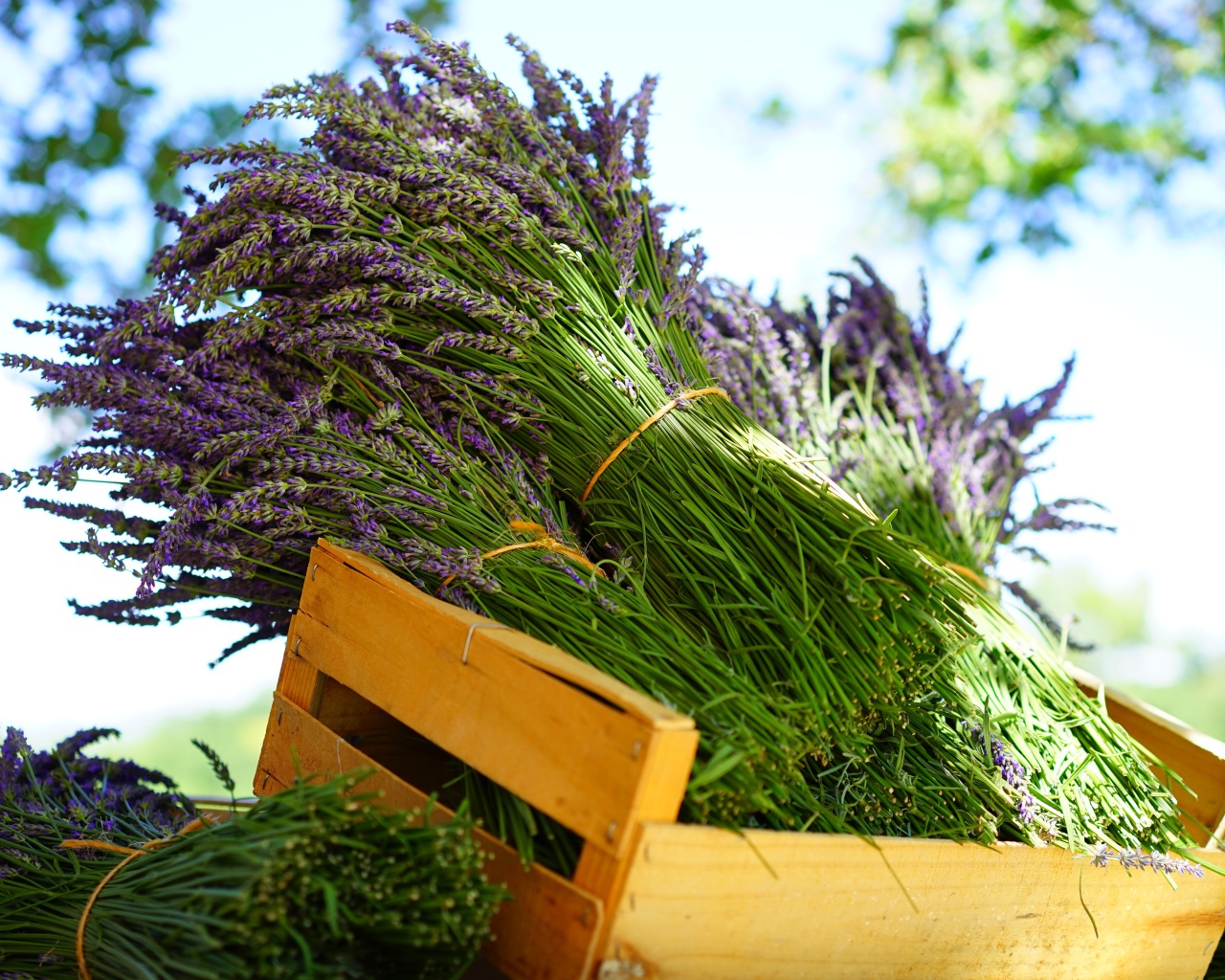 Свежие цветы лаванды в деревянном ящике
