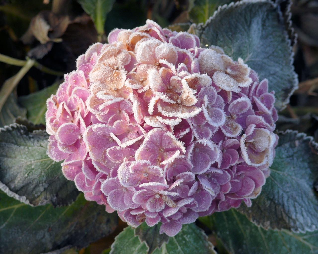 Покрытая инеем гортензия с зелеными листьями