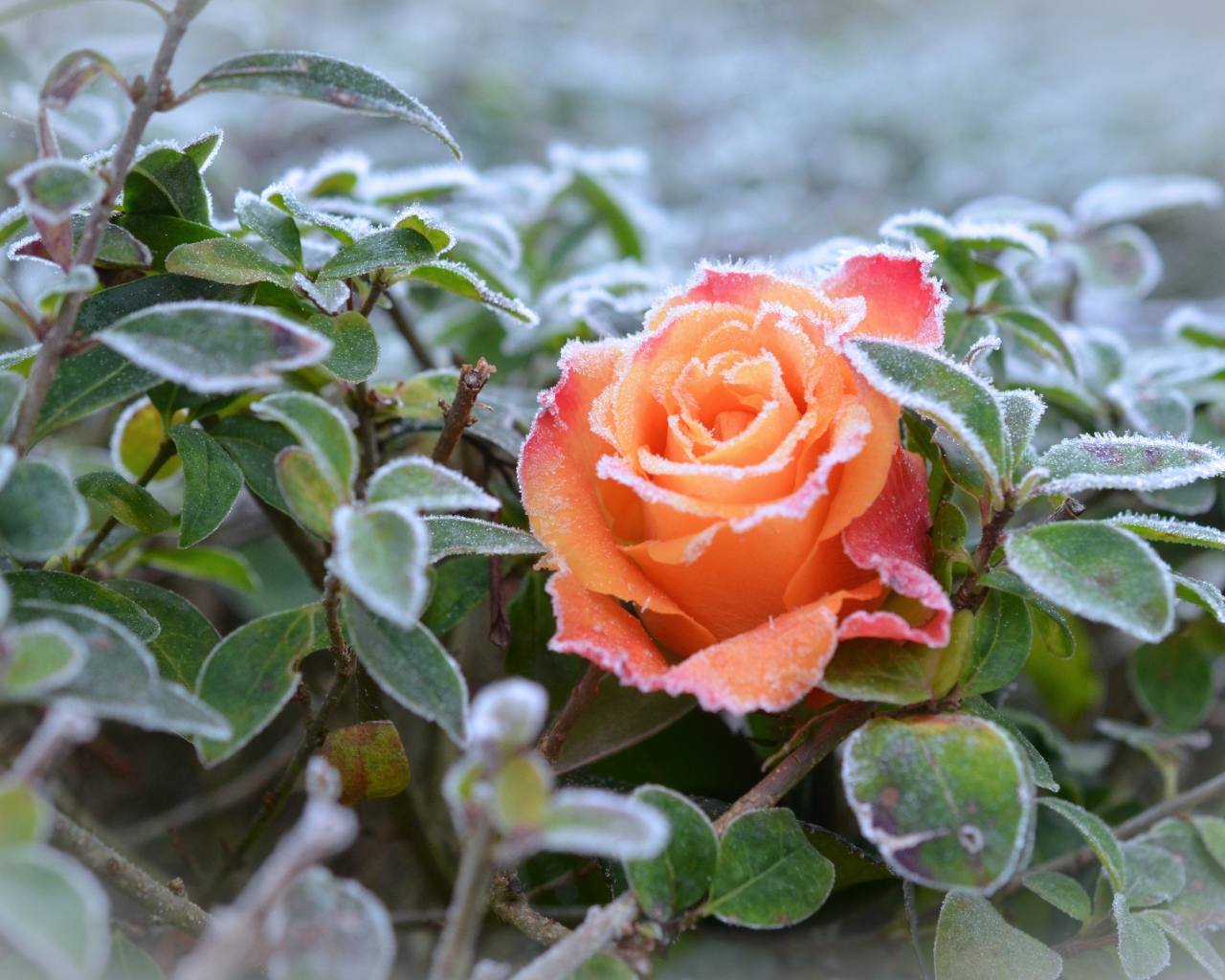 Покрытая инеем оранжевая роза с зелеными листьями
