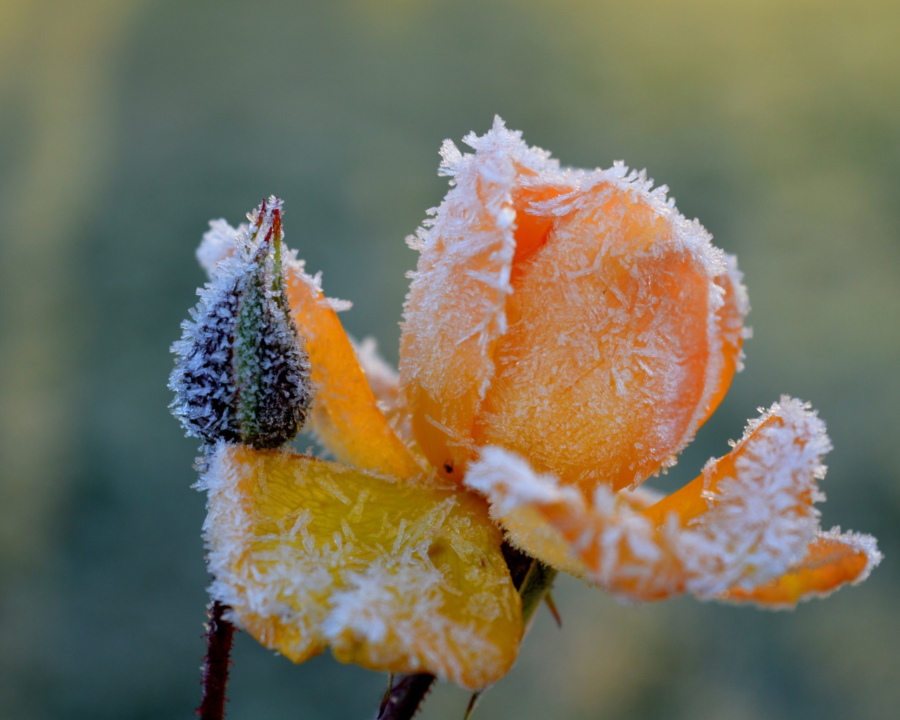 Покрытая инеем желтая роза с бутоном 